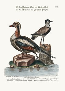 Langhaleanden fra Newfoundland, og sporvinget plover, 1749-73